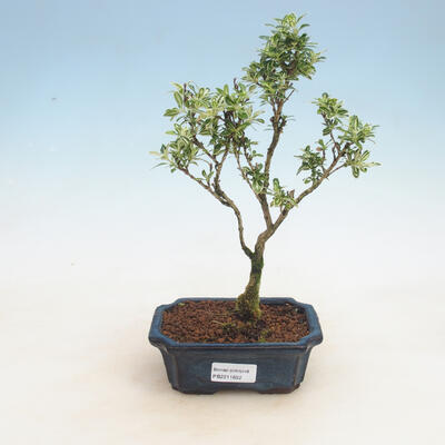 Izbová bonsai - Serissa foetida Variegata - Strom tisíce hviezd