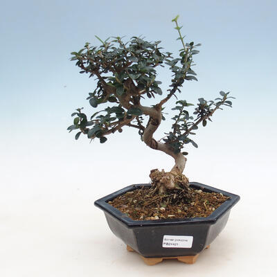 Izbová bonsai - Olea europaea sylvestris -Oliva európska drobnolistá - 1