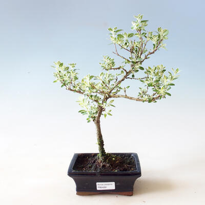 Izbová bonsai - Serissa foetida Variegata - Strom tisíce hviezd