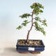 Vonkajšia bonsai-Pyracanta Teton -Hlohyně - 1/2