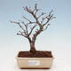 Vonkajšia bonsai - Blýskalka chlpatá - Photinia villosa - 1/5