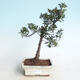 Vonkajšie bonsai - Rhododendron sp. - Azalka ružová - 1/4