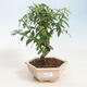 Izbová bonsai-Punic granatum nana-Granátové jablko - 1/3