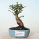 Vonkajšie bonsai - Ulmus parvifolia SAIGEN - malolistá brest - 1/5