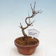 Vonkajší bonsai - Javor Buergerianum - Javor Burgerov - 1/5