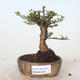 Vonkajšie bonsai - Ulmus parvifolia SAIGEN - malolistá brest - 1/3