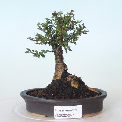 Vonkajšie bonsai - Ulmus parvifolia SAIGEN - malolistá brest - 1