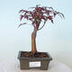 Vonkajšie bonsai - Acer palm. Atropurpureum-Javor dlaňolistý červený - 1/6
