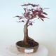 Vonkajšie bonsai - Acer palm. Atropurpureum-Javor dlaňolistý červený - 1/6
