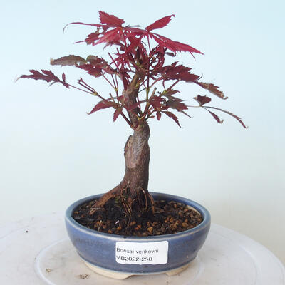 Vonkajšie bonsai - Acer palm. Atropurpureum-Javor dlaňolistý červený - 1