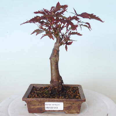 Vonkajšie bonsai - Acer palm. Atropurpureum-Javor dlaňolistý červený - 1