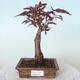 Vonkajšie bonsai - Acer palm. Atropurpureum-Javor dlaňolistý červený - 1/5