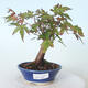 Vonkajšie bonsai - Javor palmatum sangokaku - Javor dlaňolistý - 1/5