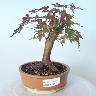 Vonkajšie bonsai - Javor palmatum sangokaku - Javor dlaňolistý - 1