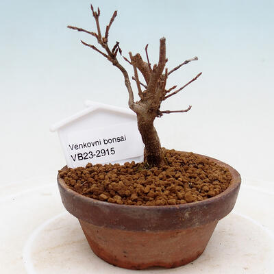Vonkajší bonsai - Javor Buergerianum - Javor Burgerov - 1