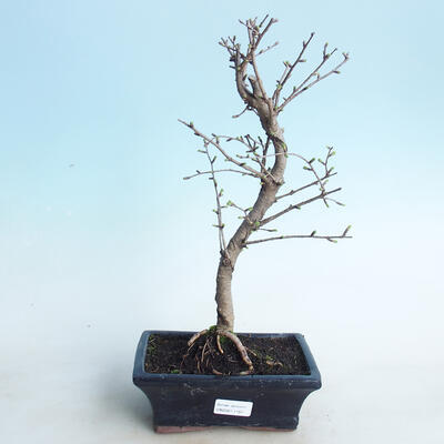 Vonkajšie bonsai - Pamodřín - 1