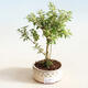 Izbová bonsai - Serissa foetida Variegata - Strom tisíce hviezd - 1/2