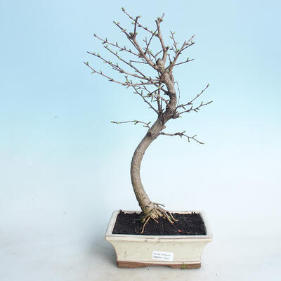 Vonkajšie bonsai - Pamodřín - 1