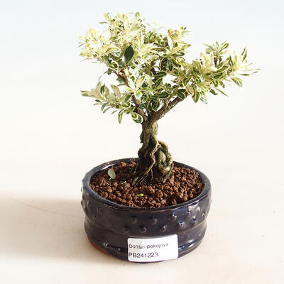 Izbová bonsai - Serissa foetida Variegata - Strom tisíce hviezd - 1