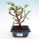Izbová bonsai - Portulakaria Afra - Tlustice - 1/2