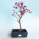 Vonkajšie bonsai - Javor palmatum DESHOJO - Javor dlaňolistý - 1/4