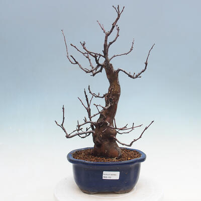 Vonkajšie bonsai - Pseudocydonia sinensis - Dula čínska - 1