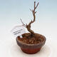 Vonkajší bonsai - Javor Buergerianum - Javor Burgerov - 1/5