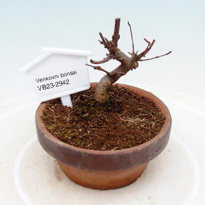 Vonkajší bonsai - Javor Buergerianum - Javor Burgerov - 1