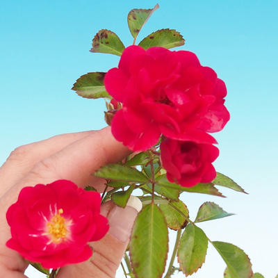 Rosa Rote the fairy - malokvetá ruža červená - 1