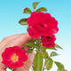 Rosa Rote the fairy - malokvetá ruža červená - 1/2
