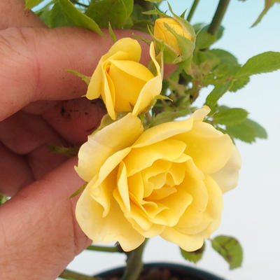 Rosa Yelow - malokvetá ruže žltá - 1