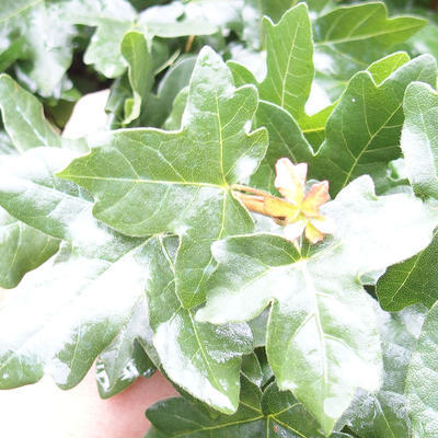 Vonkajšia bonsai-Acer campestre-Javor poľný - 1