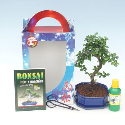Ficus retusa - Fikus malolistá, Izbová bonsai v darčekovej krabičke