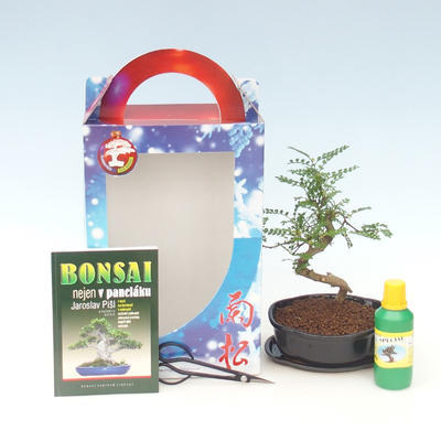 Izbová bonsai -Pepřovník