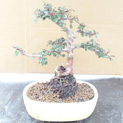 Vonkajšia bonsai-Cotoneaster horizontalis-Skalník