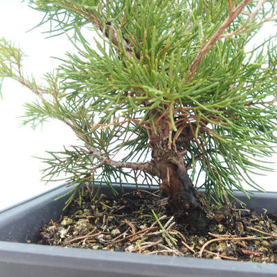 Vonkajšie bonsai - Juniperus chinensis Itoigawa-Jalovec čínsky VB2019-261000 - 2