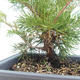 Vonkajšie bonsai - Juniperus chinensis Itoigawa-Jalovec čínsky VB2019-261000 - 2/2