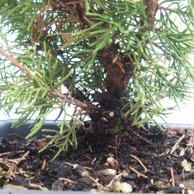 Vonkajšie bonsai - Juniperus chinensis Itoigawa-Jalovec čínsky VB2019-261002 - 2