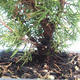 Vonkajšie bonsai - Juniperus chinensis Itoigawa-Jalovec čínsky VB2019-261002 - 2/2