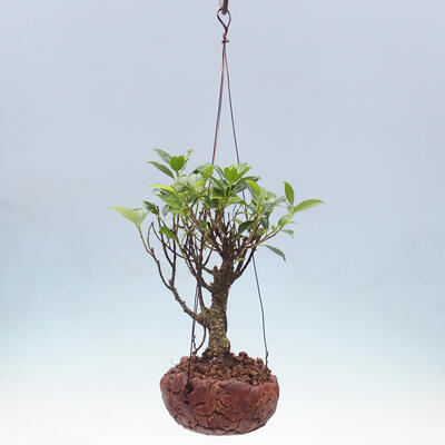 Kokedama v keramike - malolistý ficus - Ficus kimmen - 2