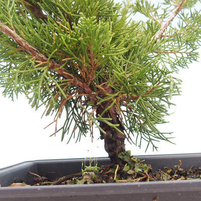 Vonkajšie bonsai - Juniperus chinensis Itoigawa-Jalovec čínsky VB2019-261004 - 2