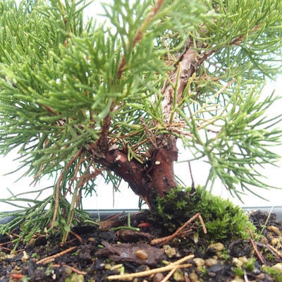 Vonkajšie bonsai - Juniperus chinensis Itoigawa-Jalovec čínsky VB2019-261005 - 2