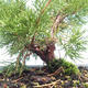 Vonkajšie bonsai - Juniperus chinensis Itoigawa-Jalovec čínsky VB2019-261005 - 2/2