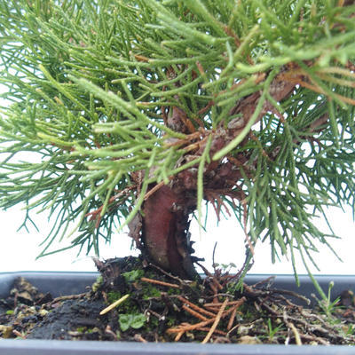 Vonkajšie bonsai - Juniperus chinensis Itoigawa-Jalovec čínsky VB2019-261006 - 2