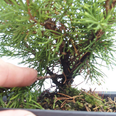 Vonkajšie bonsai - Juniperus chinensis Itoigawa-Jalovec čínsky VB2019-261007 - 2