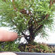 Vonkajšie bonsai - Juniperus chinensis Itoigawa-Jalovec čínsky VB2019-261007 - 2/2