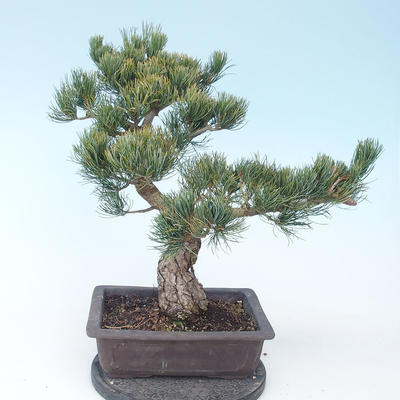 Pinus parviflora - borovica drobnokvetá VB2020-130 - 2