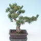 Pinus parviflora - borovica drobnokvetá VB2020-130 - 2/3
