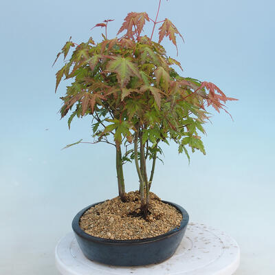 Acer palmatum - Javor dlaňolistý - lesík - 2