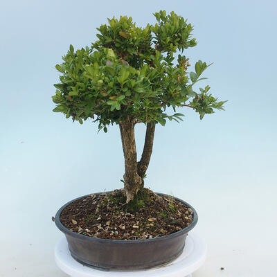 Vonkajšie bonsai - Buxus microphylla - krušpán - 2